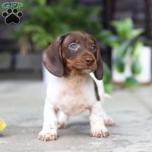 Jackson, Dachshund Puppy